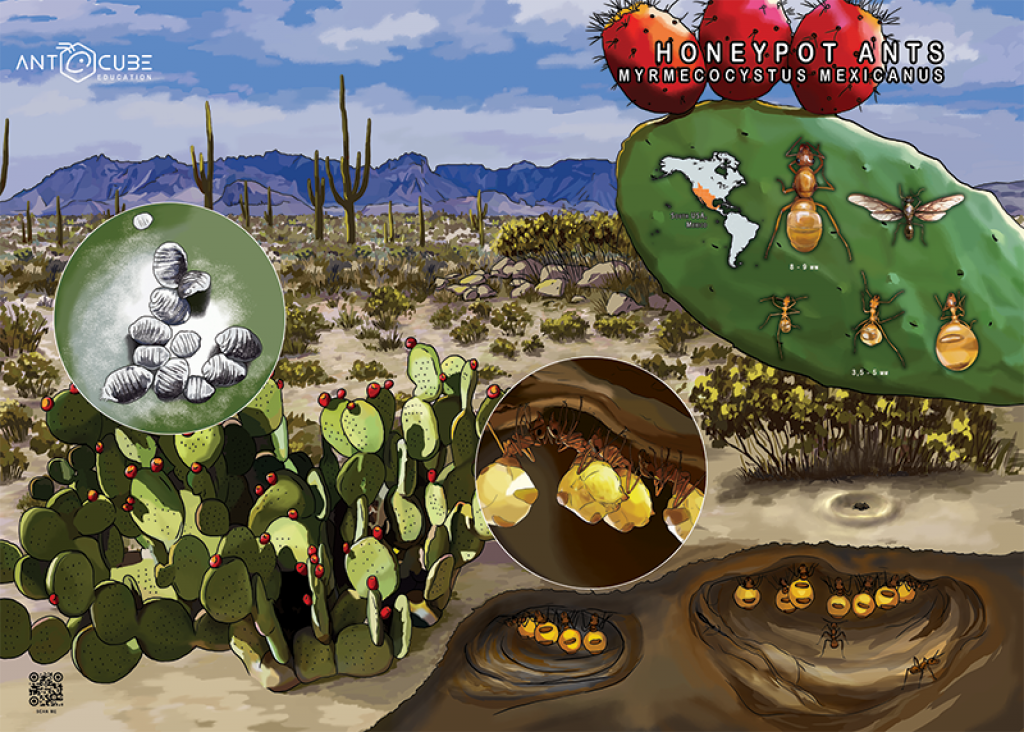 Poster - Honigtopfameisen - Myrmecocystus mexicanus Lebensweise - 100x70